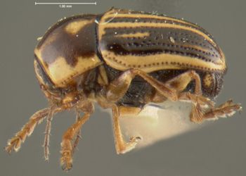 Media type: image;   Entomology 24996 Aspect: habitus lateral view